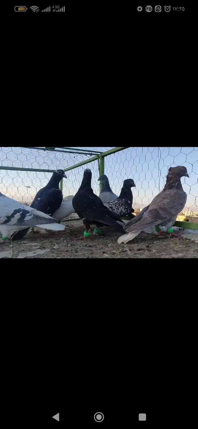 کبوتر بوم|پرنده|تربتحیدریه, پیشکوه|دیوار