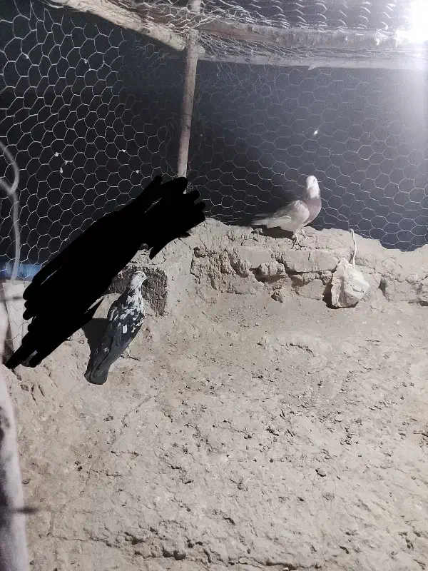 کبوتر نر وماده|پرنده|زهک, |دیوار