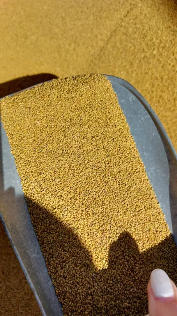 بذر رنجر مافا خاکشیر یونجه پاک ارسال کل ایران|عمده‌فروشی|شیراز, قدوسی غربی|دیوار