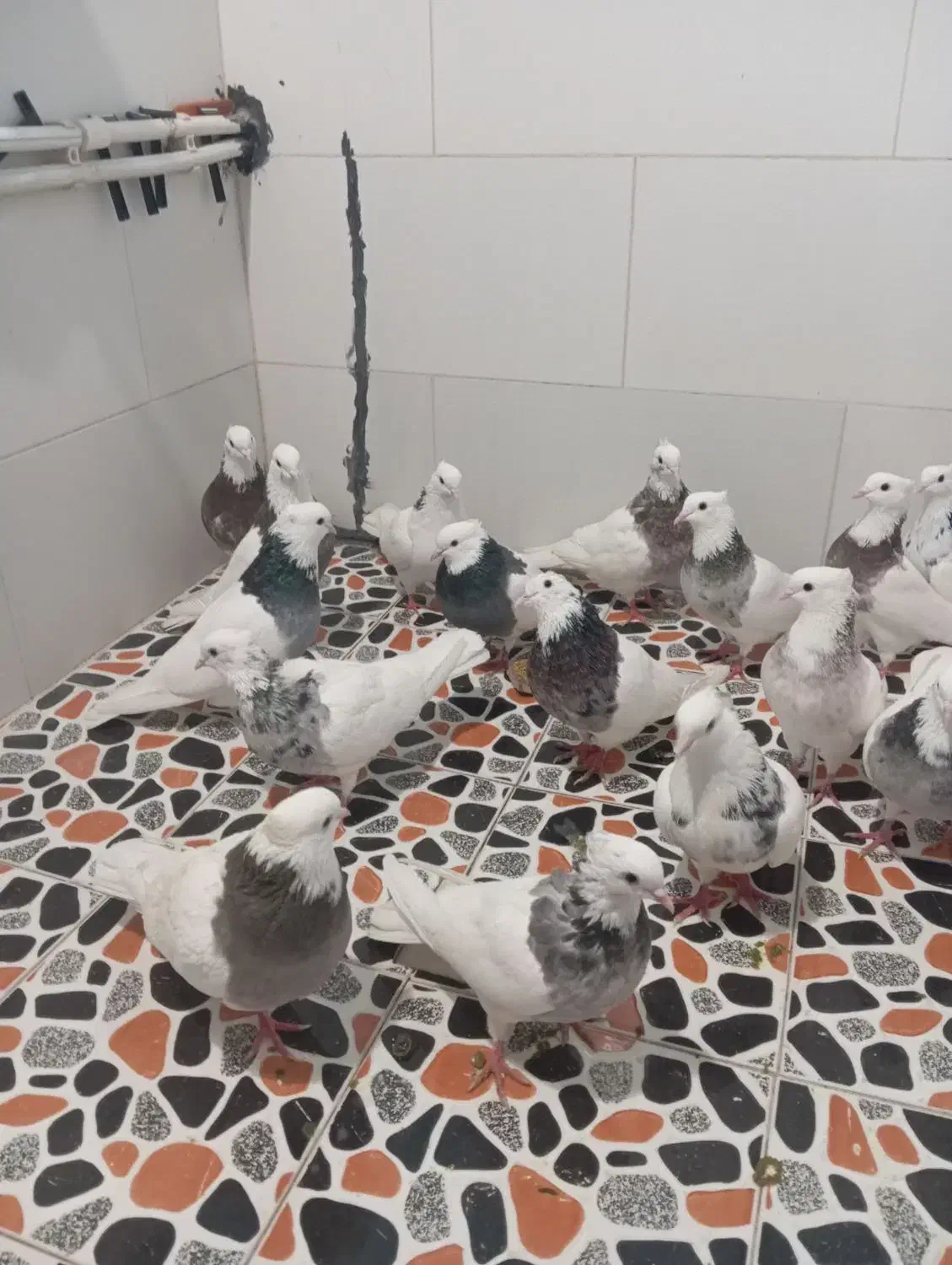 واگذاری پرنده اصل و نسب دار|پرنده|کوهدشت, |دیوار