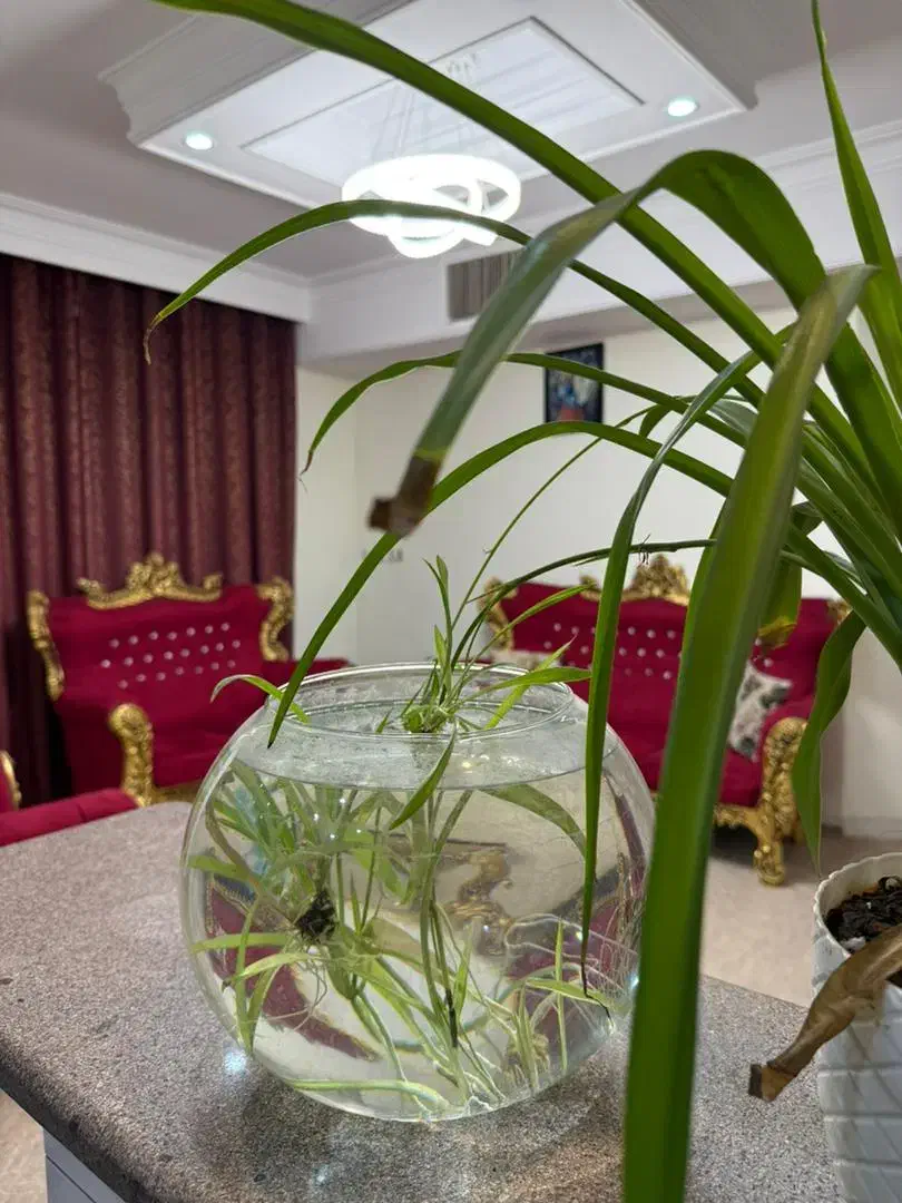 اجاره روزانه آپارتمان دولت آباد|اجارهٔ کوتاه‌مدت آپارتمان و سوئیت|ری, دولت‌آباد|دیوار