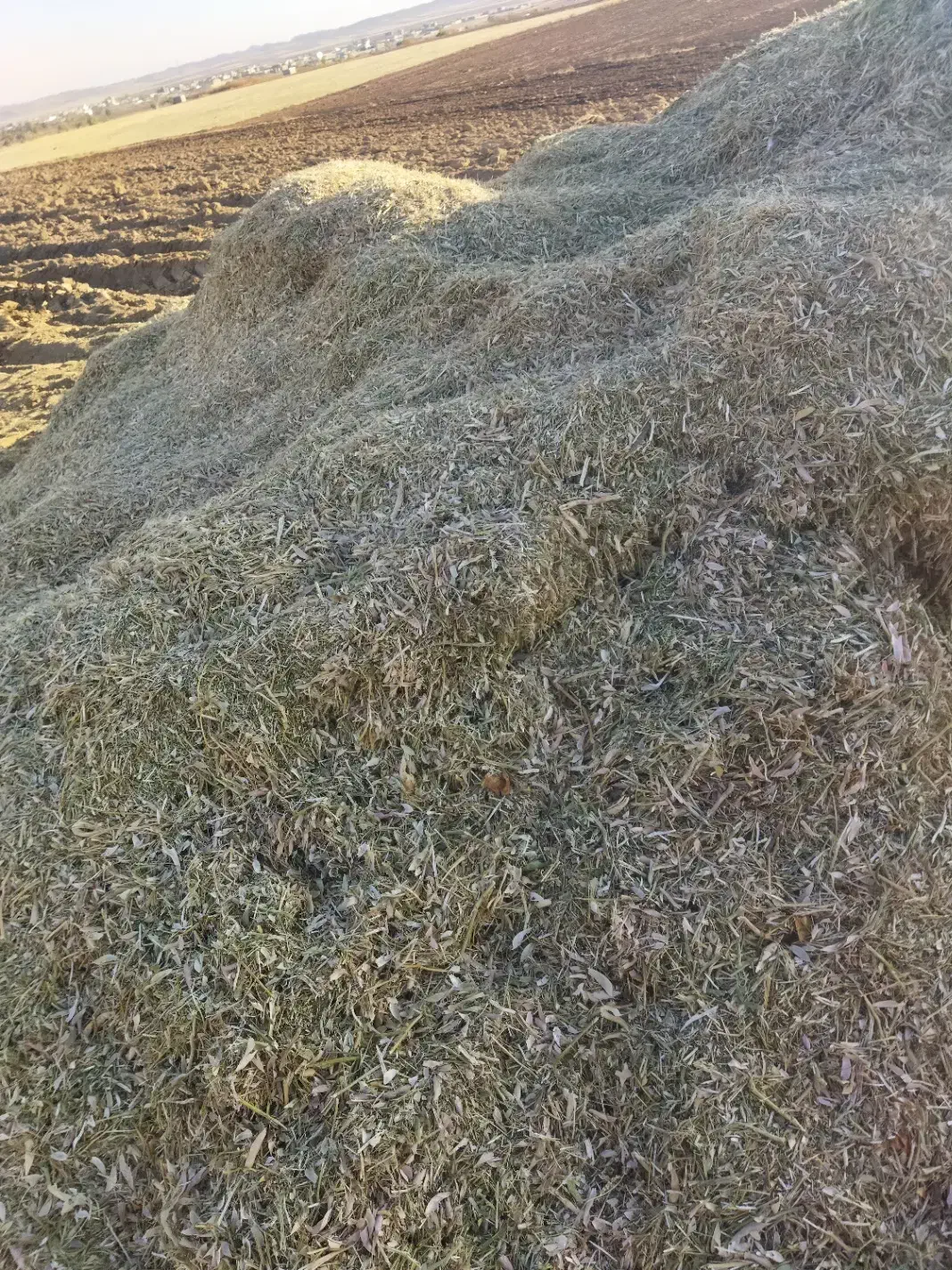 کاه لوبیا|لوازم جانبی حیوانات|قیدار, |دیوار