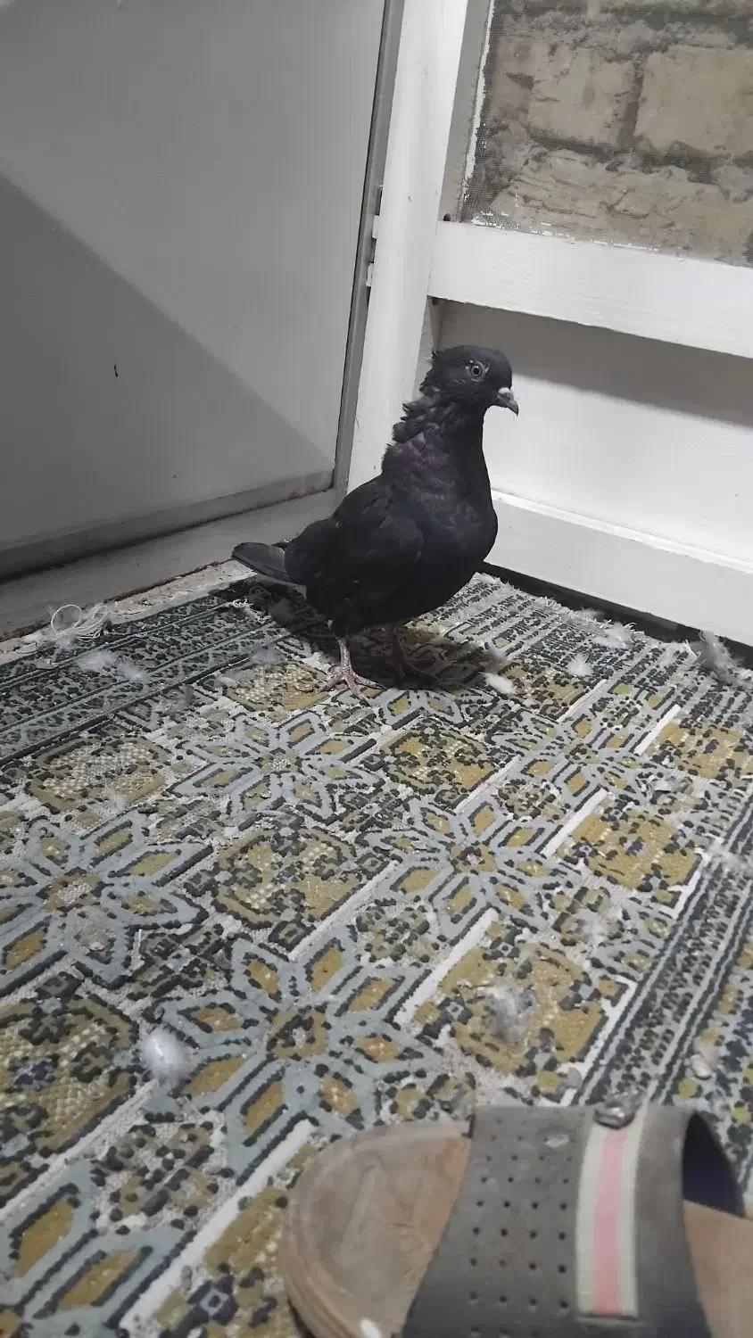 سه عدد کفتر سیاه دم سفید ماده|پرنده|نجفآباد, یزدانشهر|دیوار