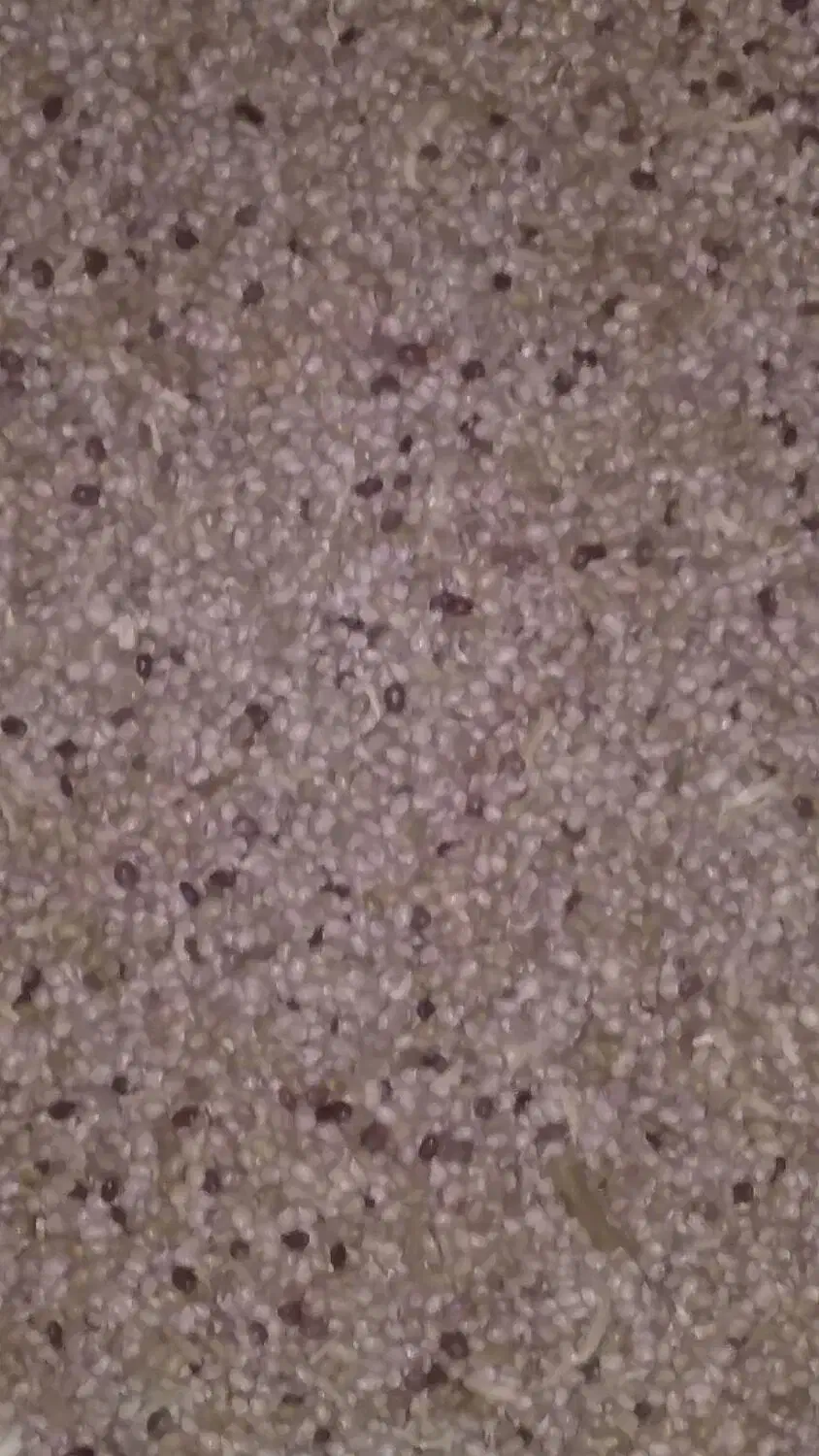 کاه لوبیا چیتی کاه|لوازم جانبی حیوانات|لاران, |دیوار