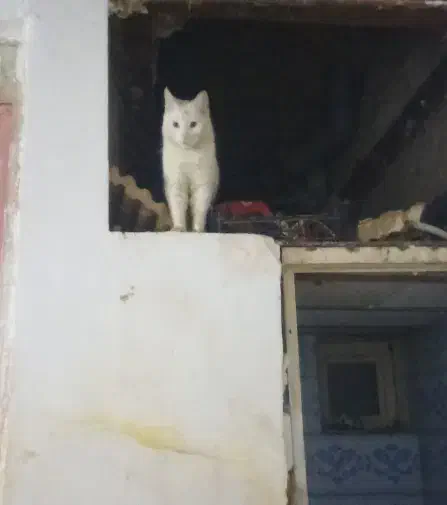 گربه سفید|گربه|نیشابور, بار|دیوار