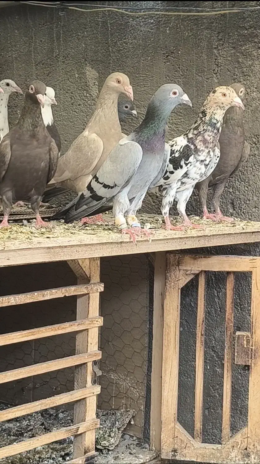 کبود ماده ،جوجه زرد هفترنگ|پرنده|قزوین, |دیوار