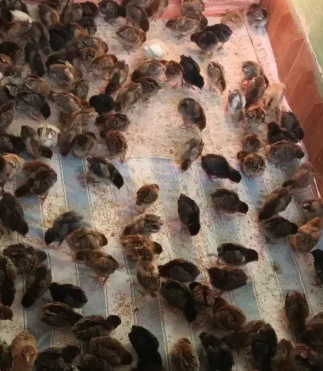 حراج جوجه فقط تا فردا|حیوانات مزرعه|دهدشت, |دیوار