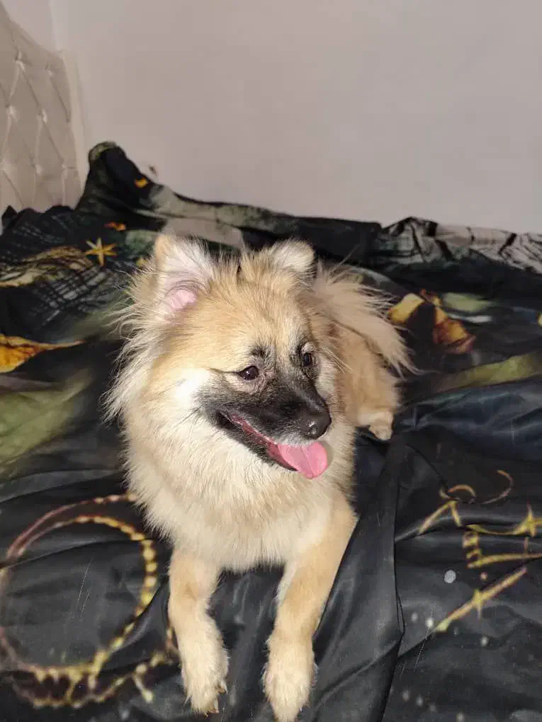 واگذاری پامر|سگ|خمین, |دیوار