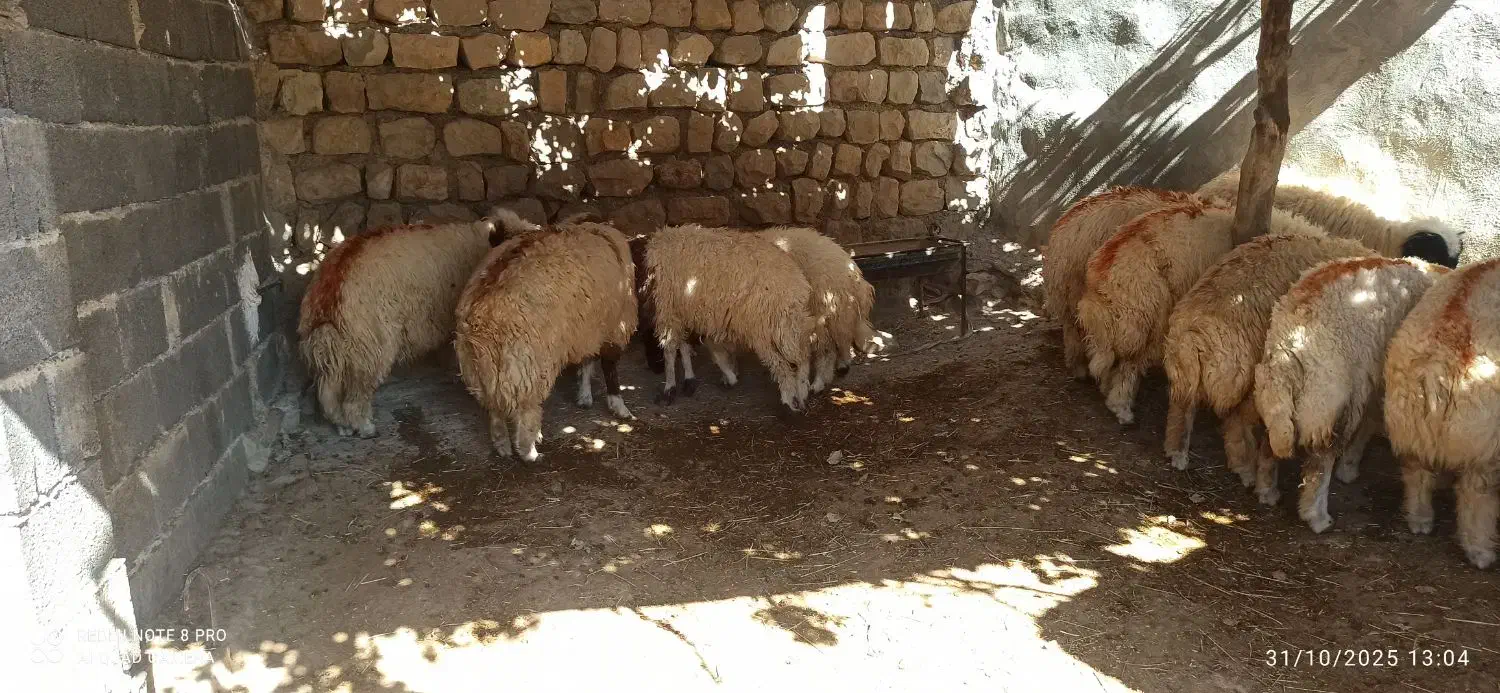 تعداد ۱۰عدد بره (کاور) نر سفید یکدست|حیوانات مزرعه|زرنه, |دیوار