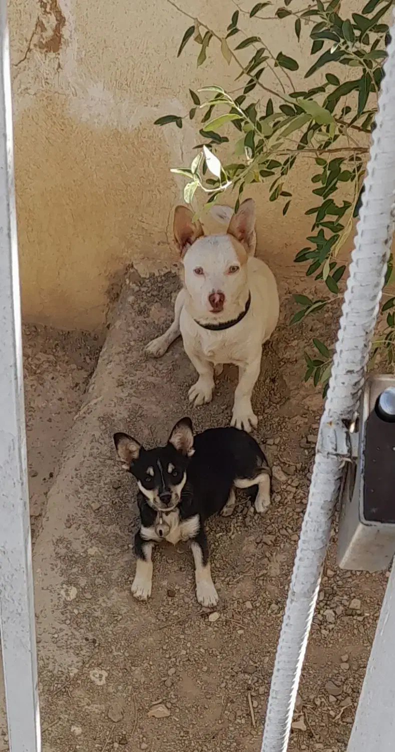 سگ پاکوتاه|سگ|ابهر, |دیوار