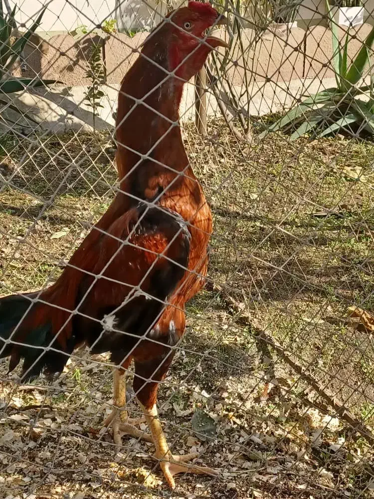 خروس ومرغوجوجه|حیوانات مزرعه|لاهیجان, کاروانسرابر|دیوار