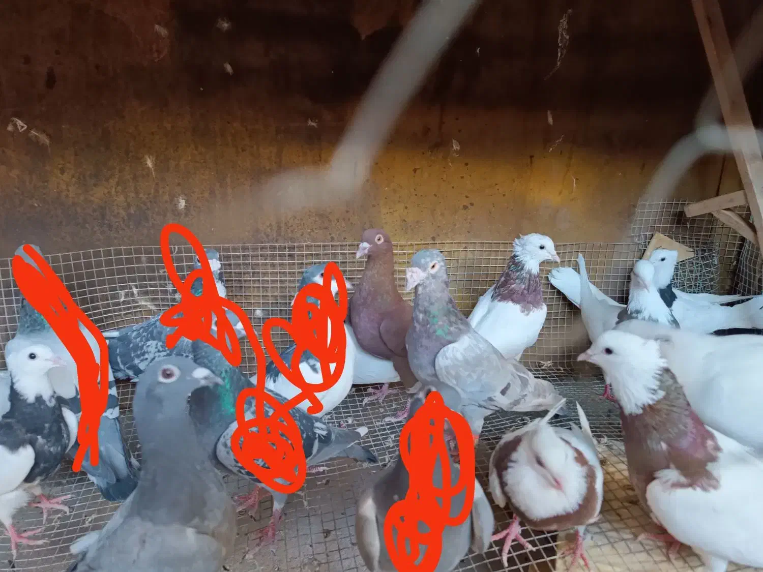 کبوتر سالم به شرط .توجه|پرنده|برازجان, |دیوار