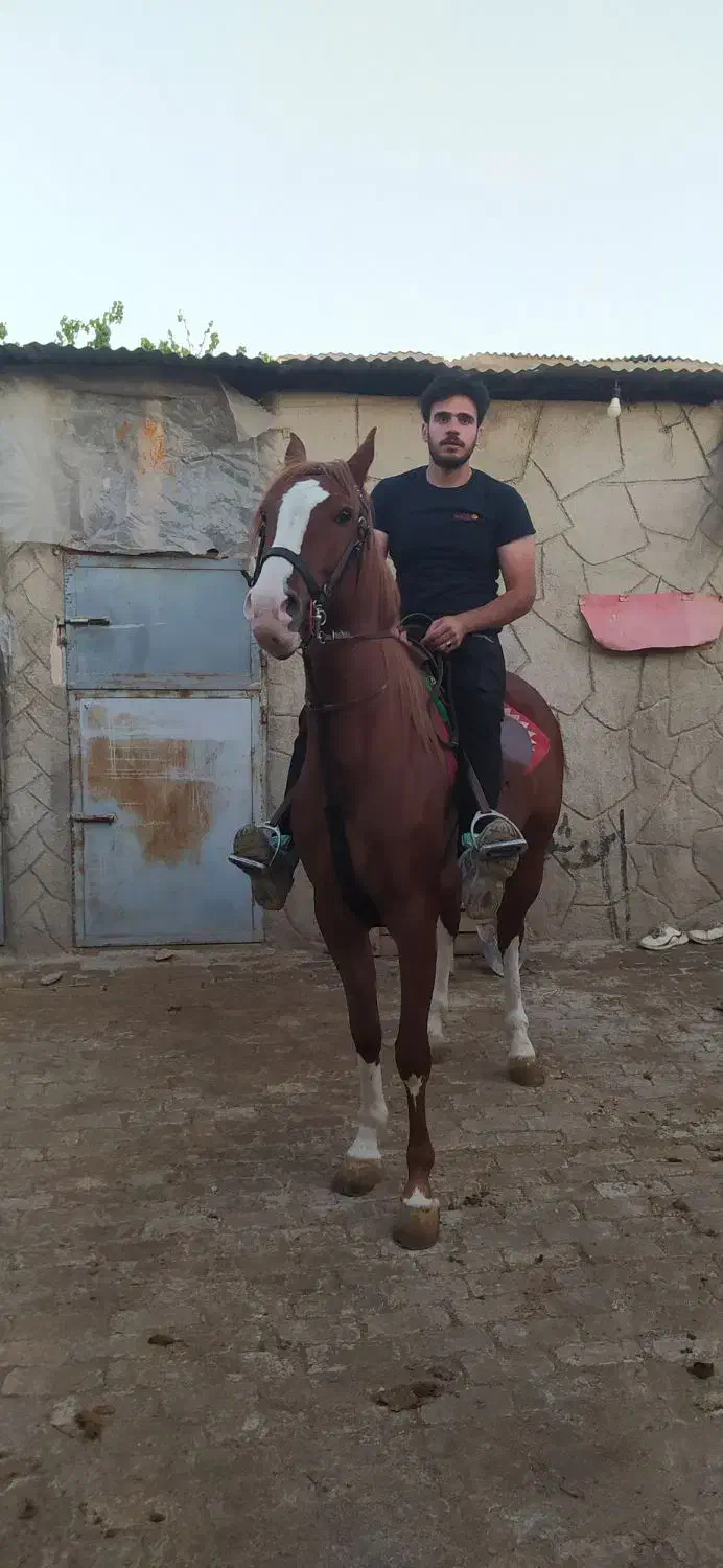 اسب نریون شش دنگ|اسب و تجهیزات اسب‌سواری|فلاورجان, |دیوار