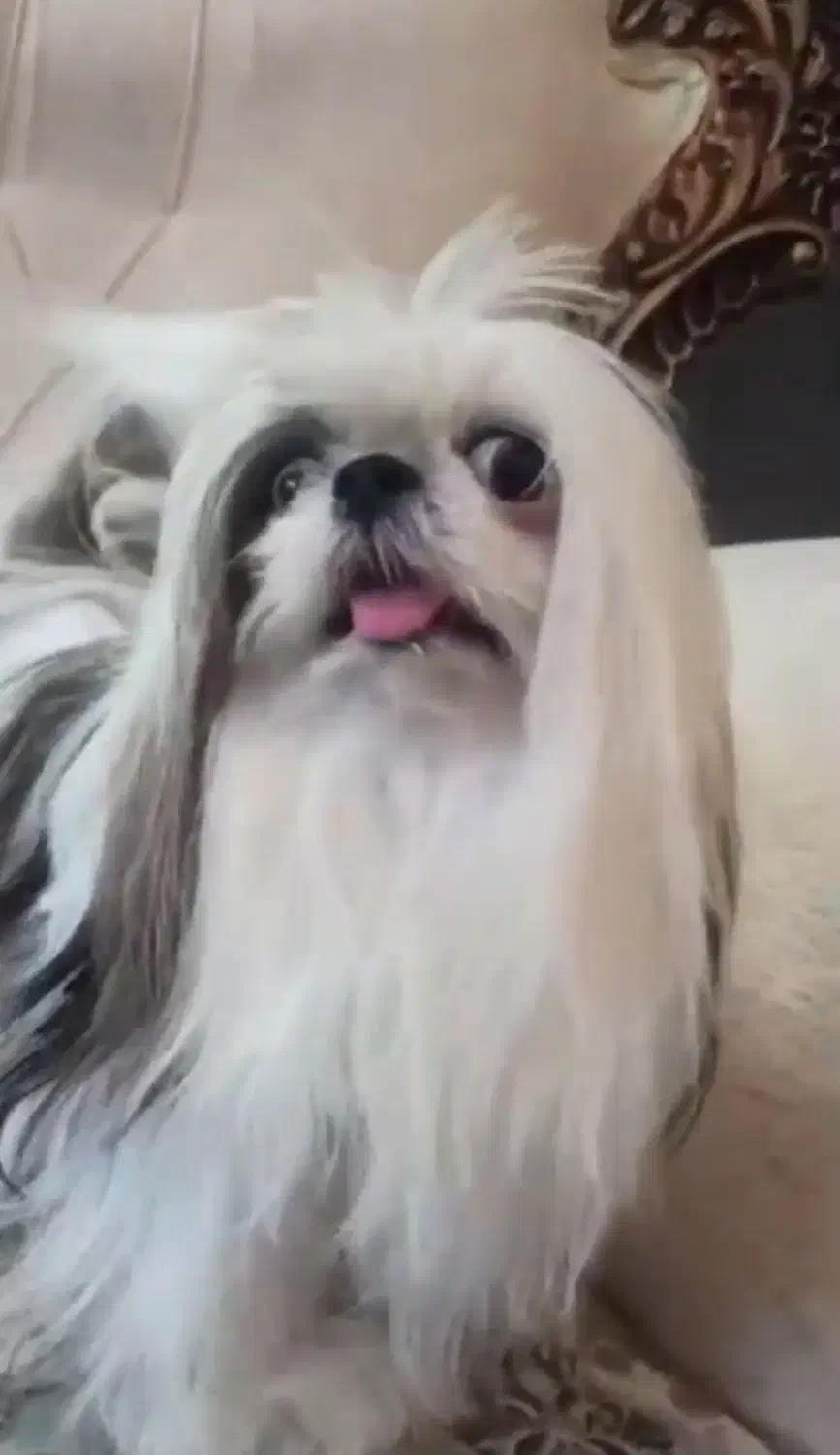 سگ شتیتزو|سگ|سیرجان, |دیوار