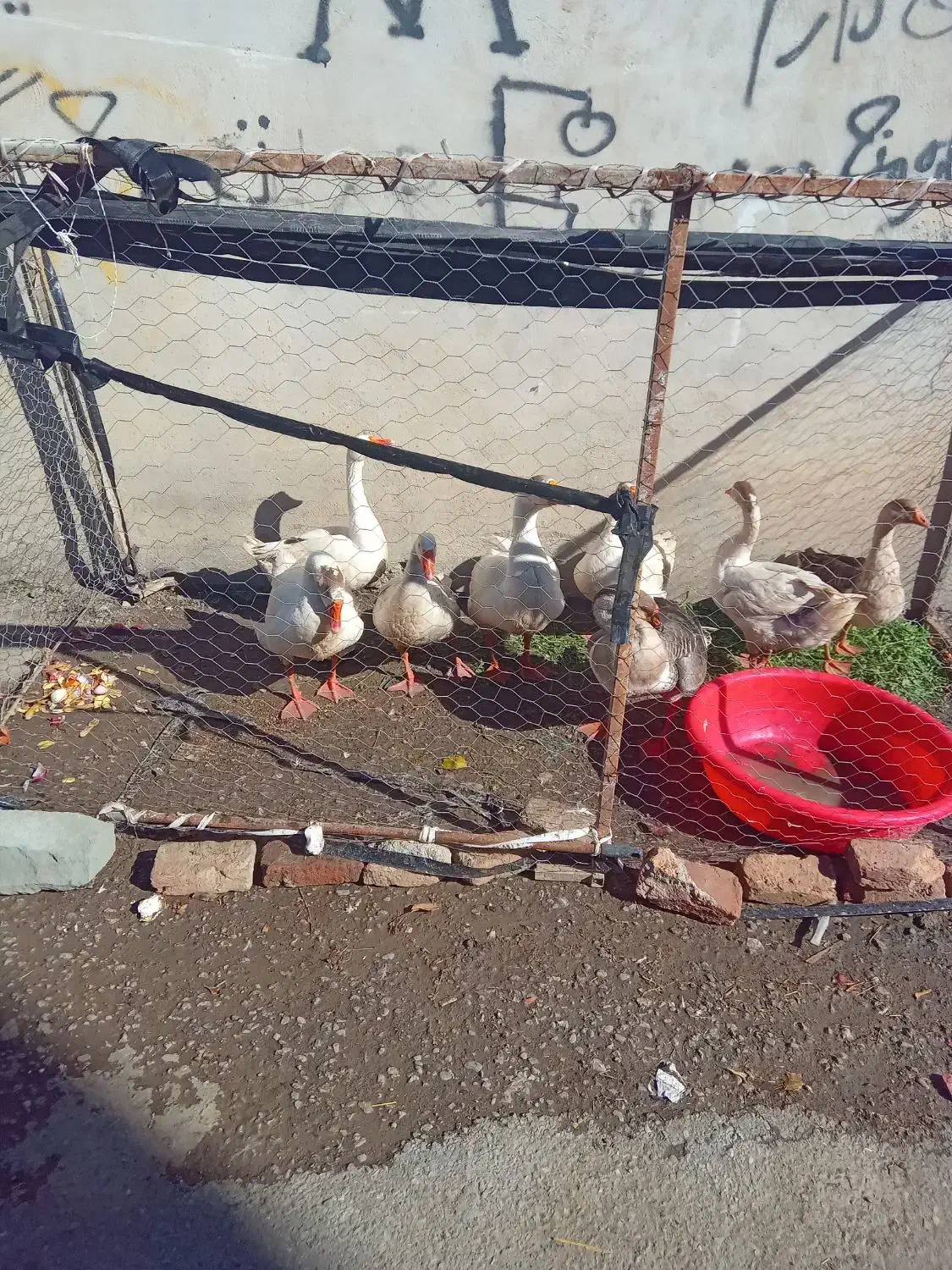 گاز محلی|حیوانات مزرعه|بیله سوار, |دیوار