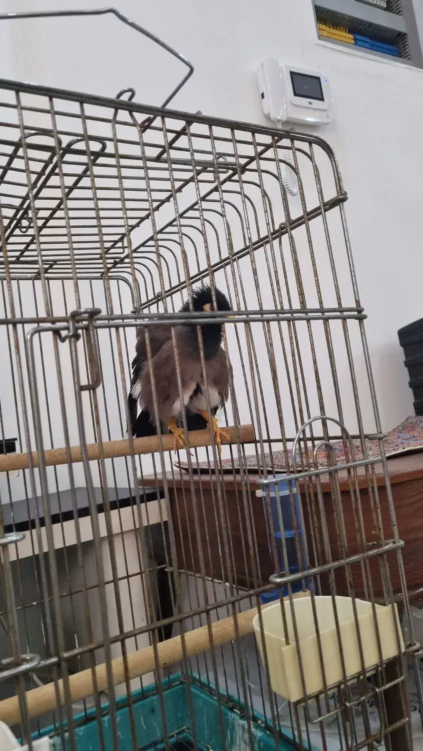 مرغ مینا سخنگو|پرنده|شبانکاره, |دیوار