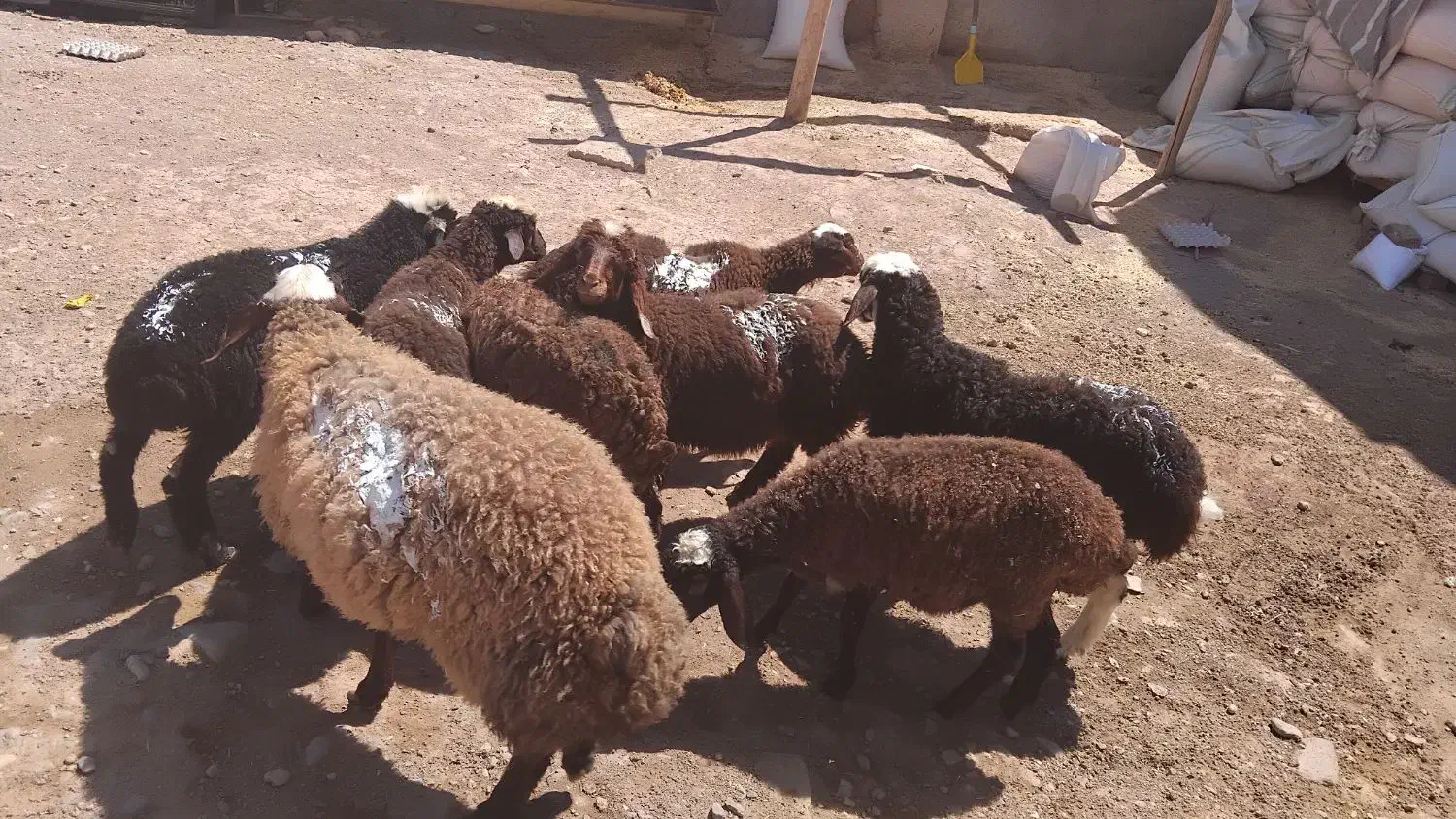 میش وشیشک گوسفند|حیوانات مزرعه|قزوین, |دیوار