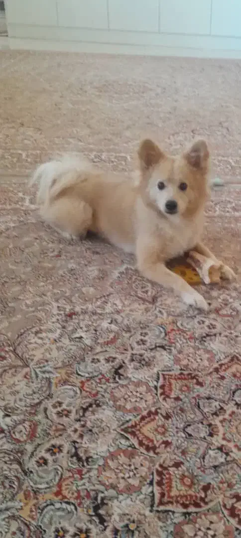 گمشده محدوده هشتگرد|حیوانات|هشتگرد, هشتگرد قدیم|دیوار