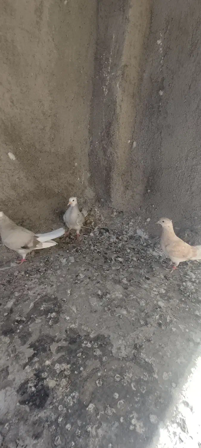 دم سفید|پرنده|فردوس (خراسان), |دیوار