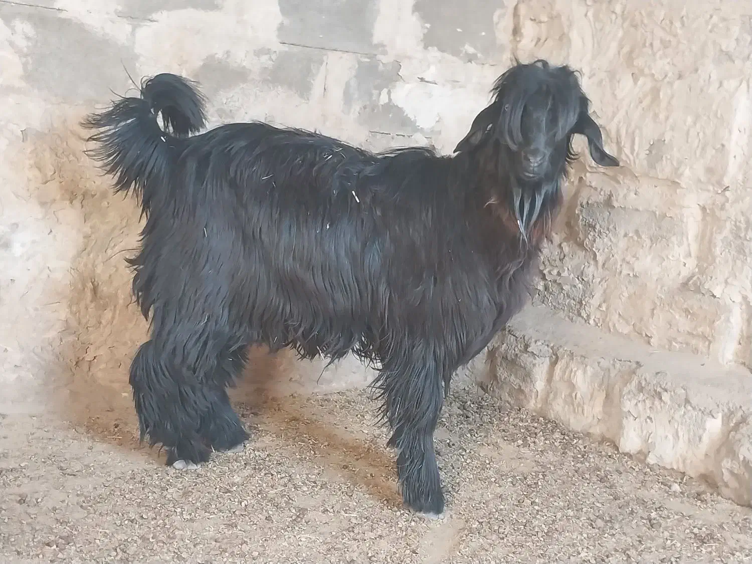 بیگ تخمی|حیوانات مزرعه|ایذه, |دیوار