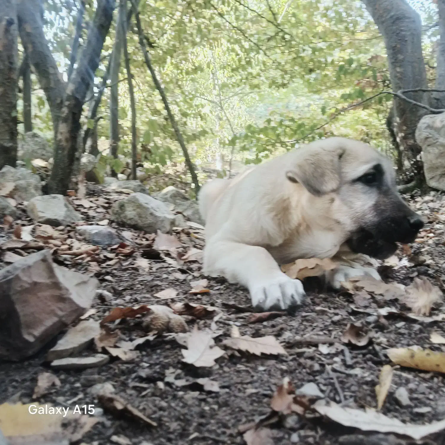 سگ پژدر|سگ|آمل, |دیوار