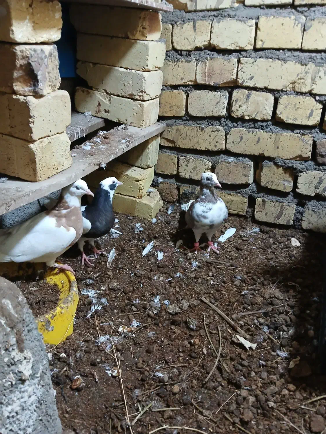 طوقی|پرنده|اسفرورین, |دیوار