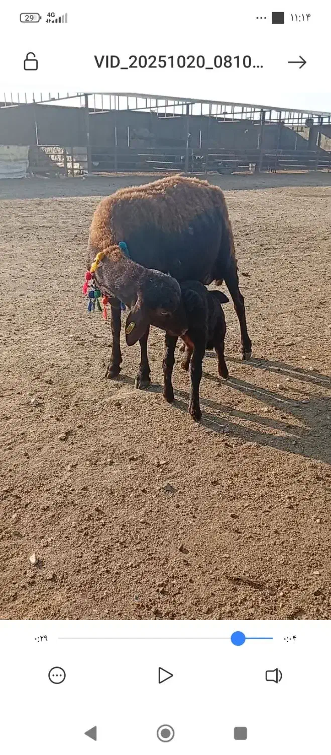 فروش میش بره دار و آبس|حیوانات مزرعه|گنبد کاووس, |دیوار