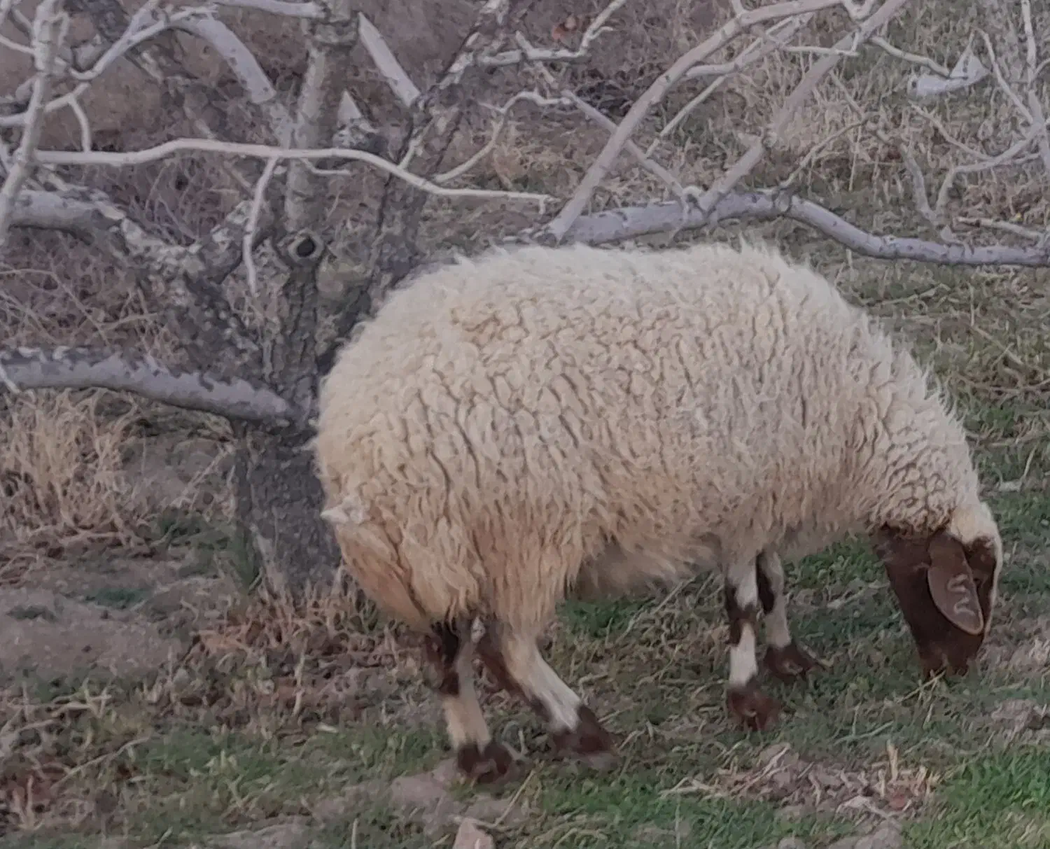 میش چاق|حیوانات مزرعه|کشکوئیه, |دیوار