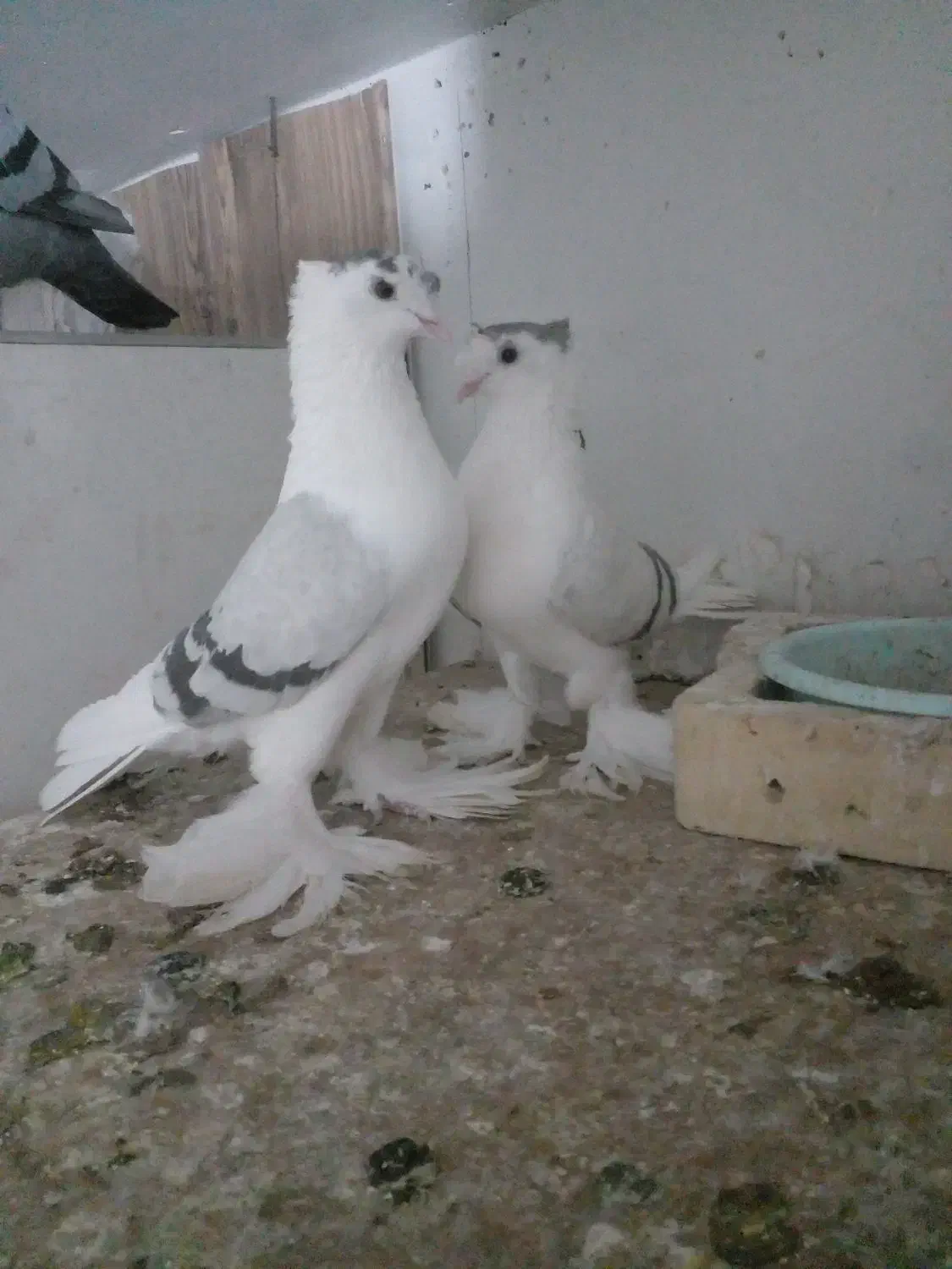 کفتر پر پا|پرنده|تربت‌حیدریه, پیشکوه|دیوار