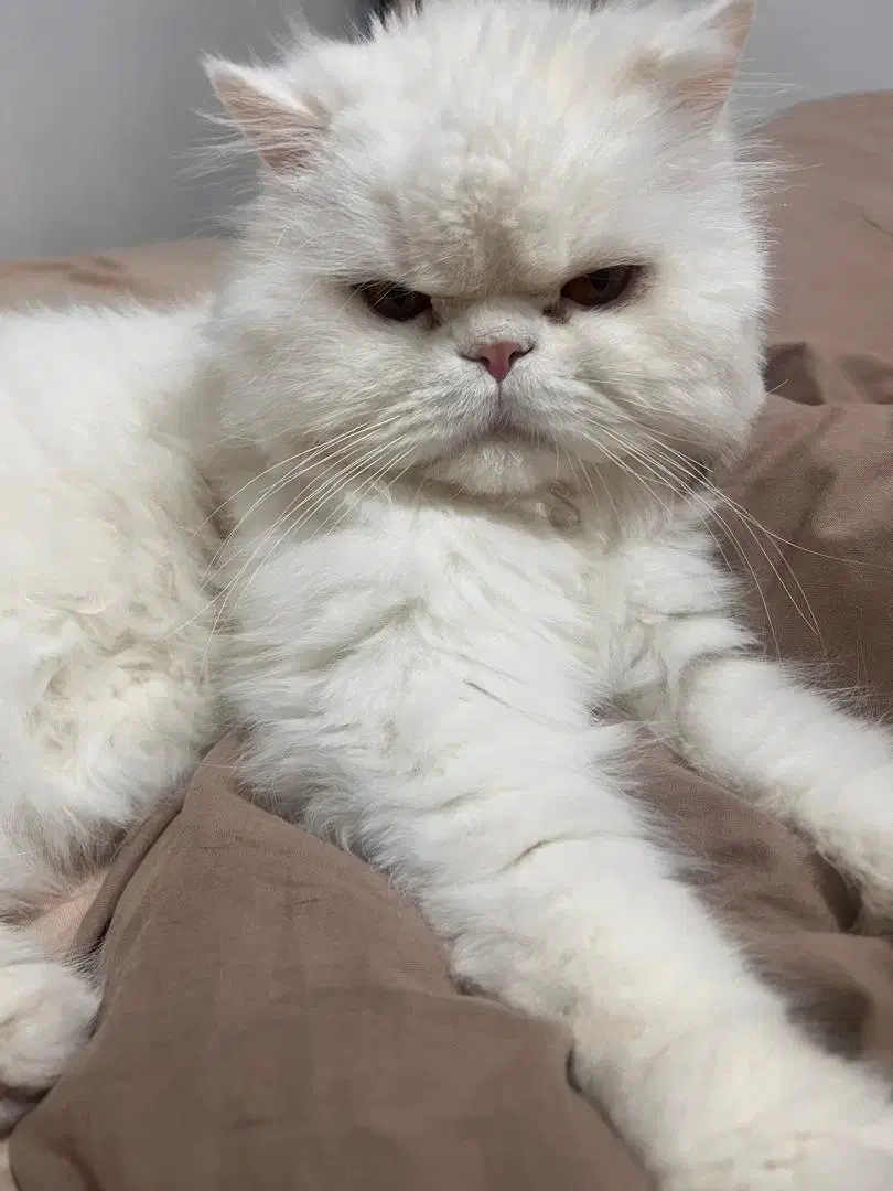 واگذاری بچه گربه پرشین|گربه|اهواز, نادری|دیوار