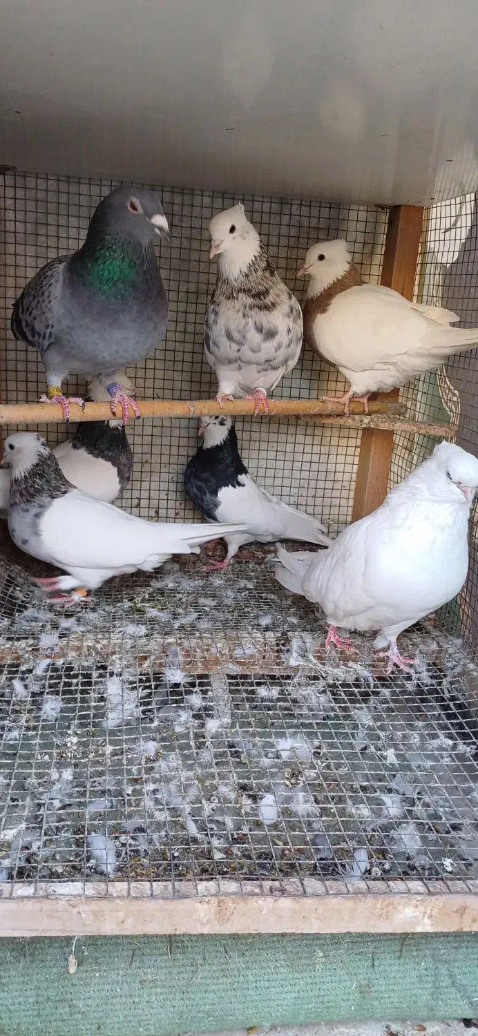 پرنده|پرنده|مینودشت, |دیوار