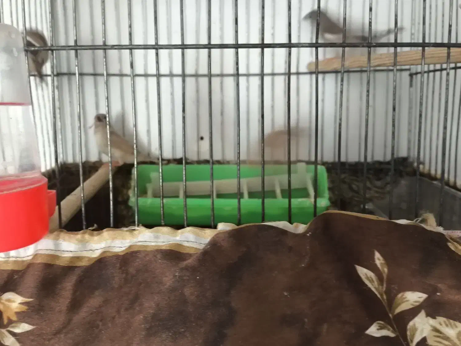 فروش فنچ کینگ به شرط تخمگذاری با قیمت مناسب|پرنده|الوند, |دیوار