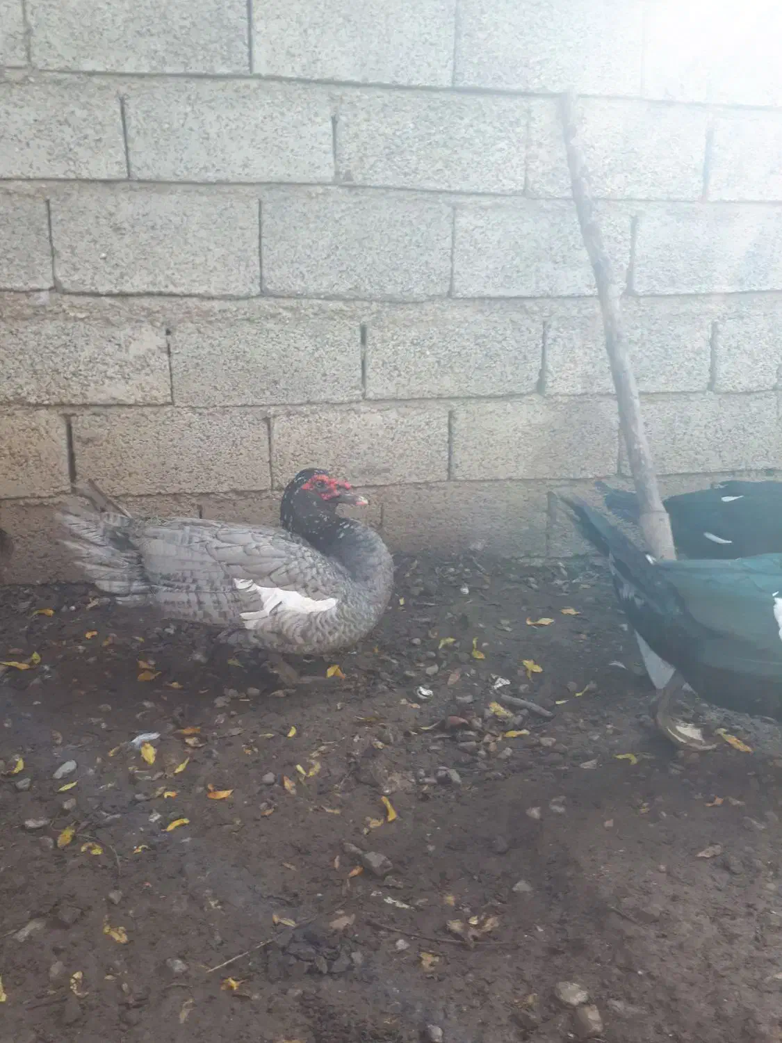 اردک اسرائیلی طوسی نر|حیوانات مزرعه|قائم‌شهر, |دیوار