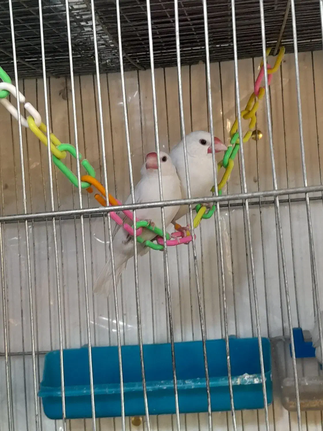 انواع پرندگان ولوازم پرنده وقفس دستباف|پرنده|ملایر, |دیوار