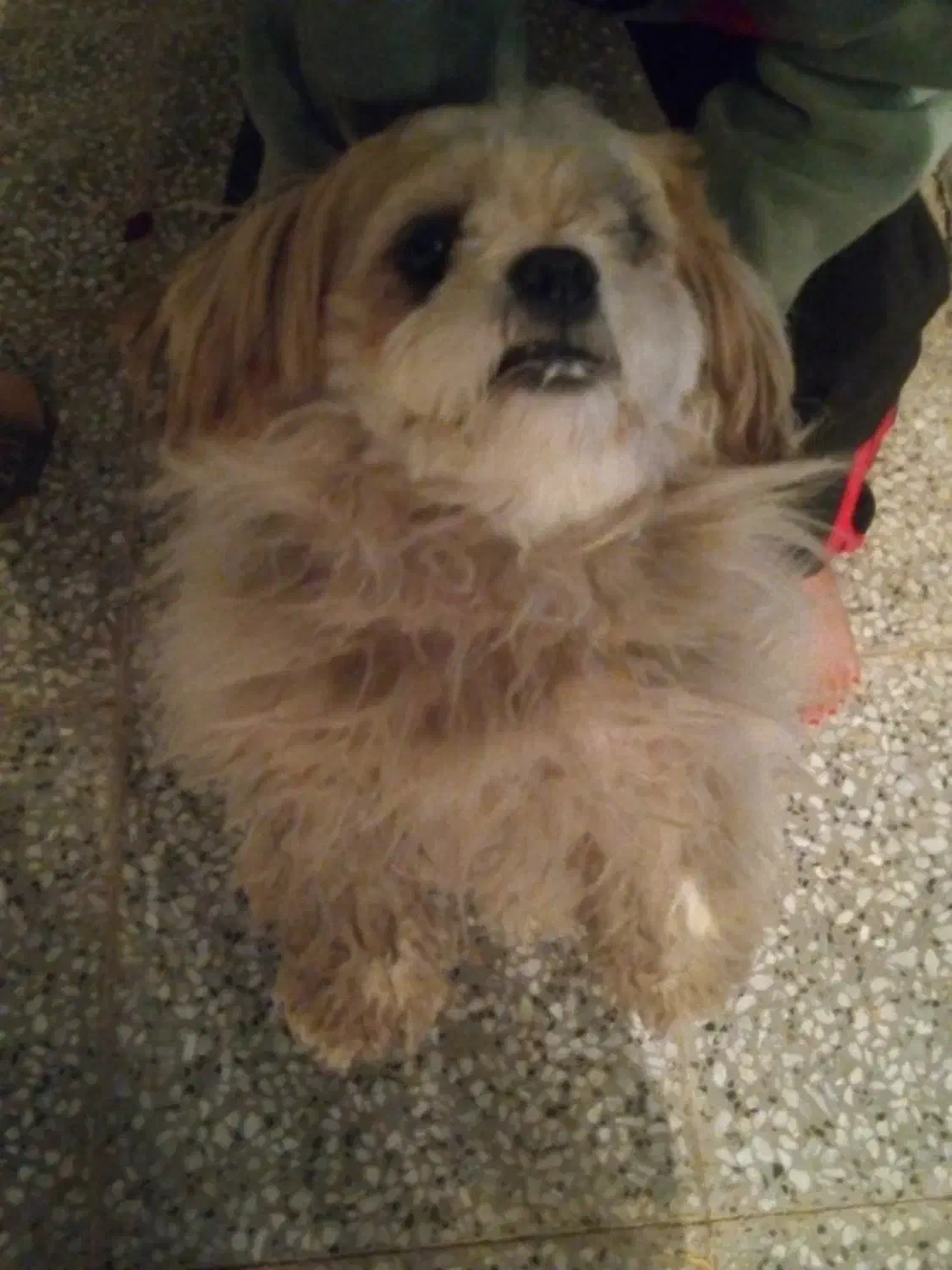 فروش سگ|سگ|سیرجان, |دیوار