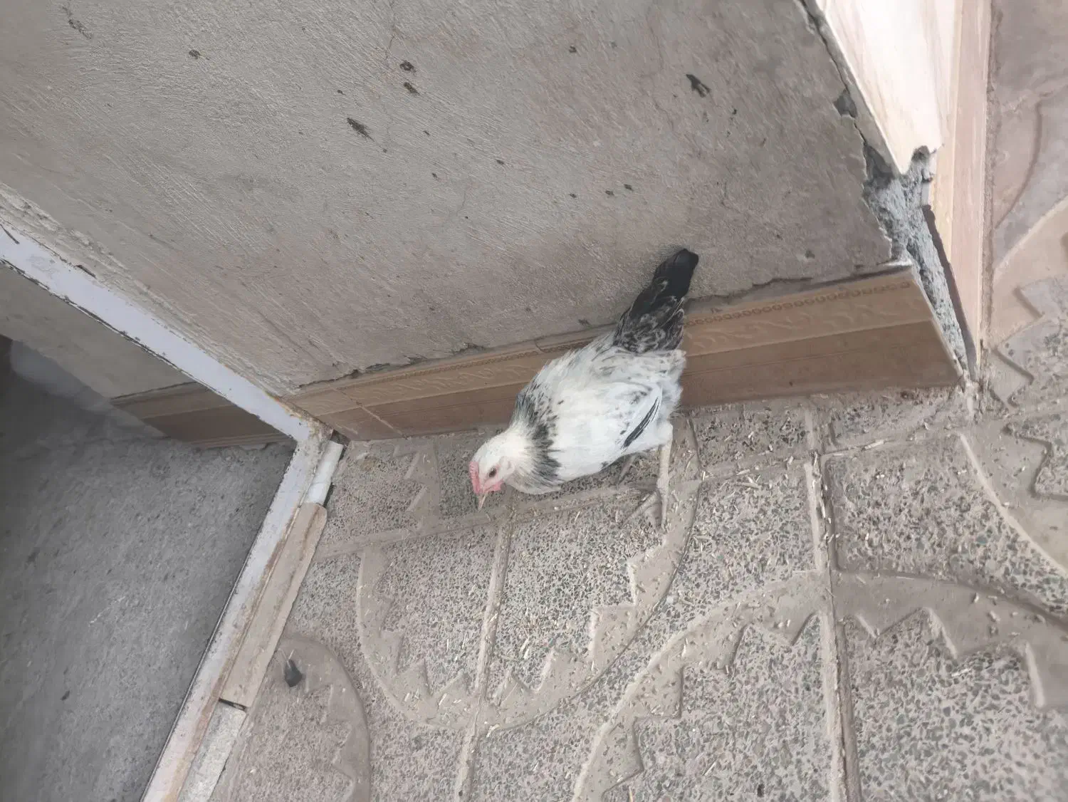 خروس محلی|حیوانات مزرعه|جوانرود, |دیوار