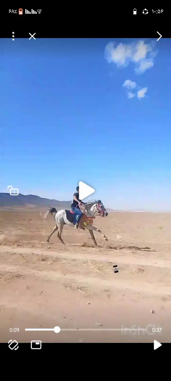 اسب|اسب و تجهیزات اسبسواری|زنجان, |دیوار