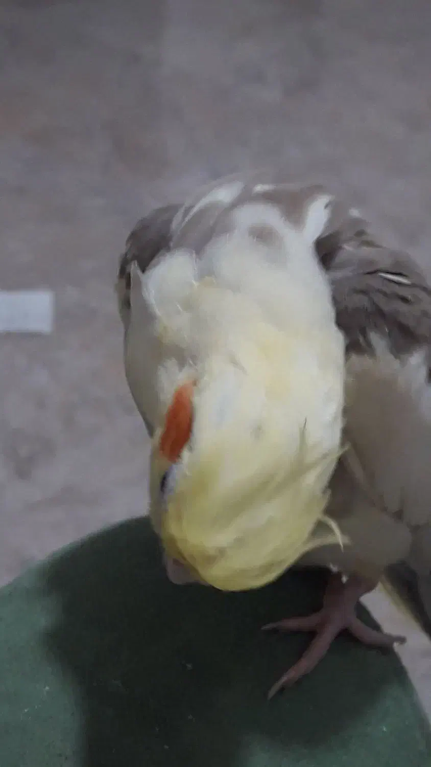 عروس هلندی ماده آرام دوستداشتنی که اسمش آرام|پرنده|فومن, |دیوار