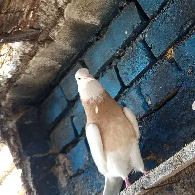 کفتر طوقی|پرنده|اسماعیلی, |دیوار