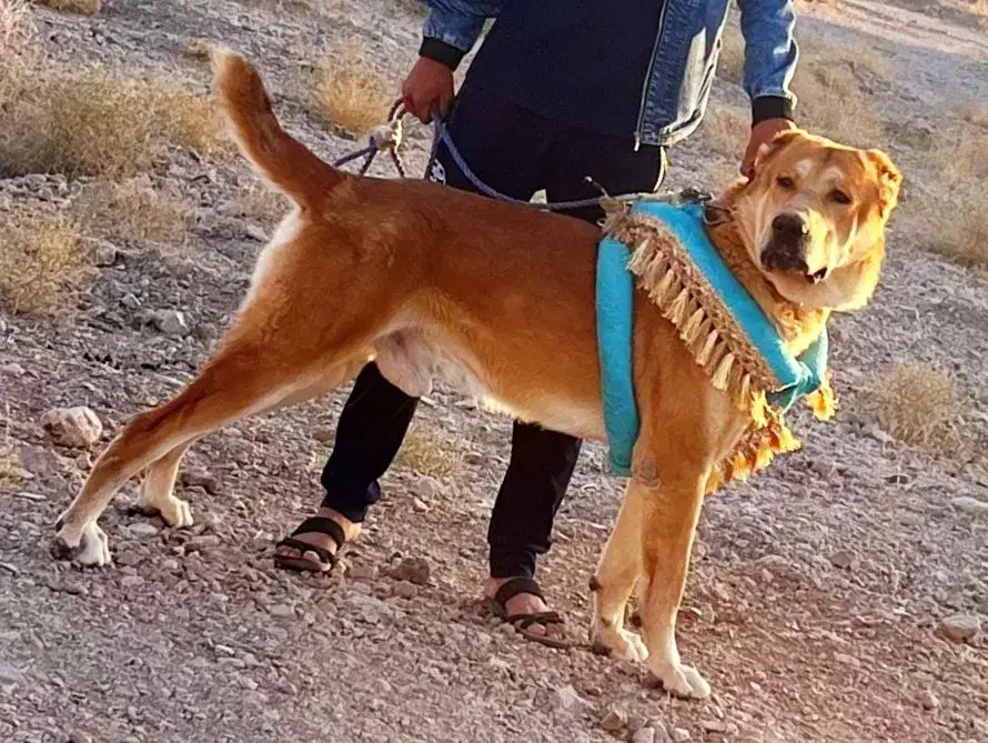 سگ فروشی|سگ|قائن, |دیوار