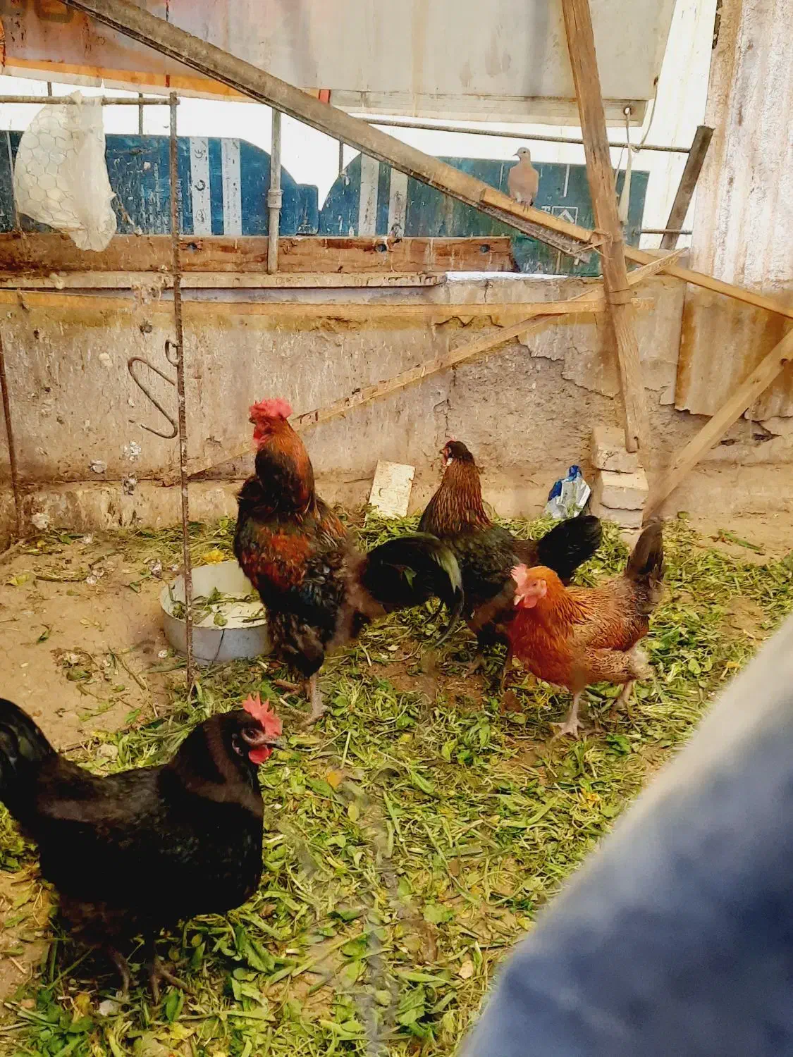 مرغ و خروس|حیوانات مزرعه|تهران, دستغیب|دیوار