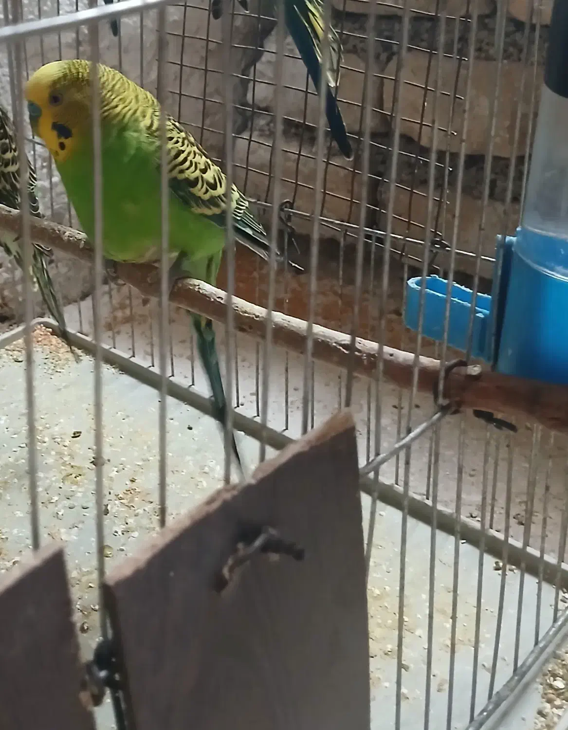 فروش مرغ عشق|پرنده|ابریشم, |دیوار