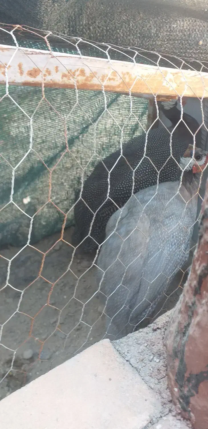 سلام یک نر ویک ماده مرغ شاخدار بالغ خوشگل|حیوانات مزرعه|پیر بکران, |دیوار