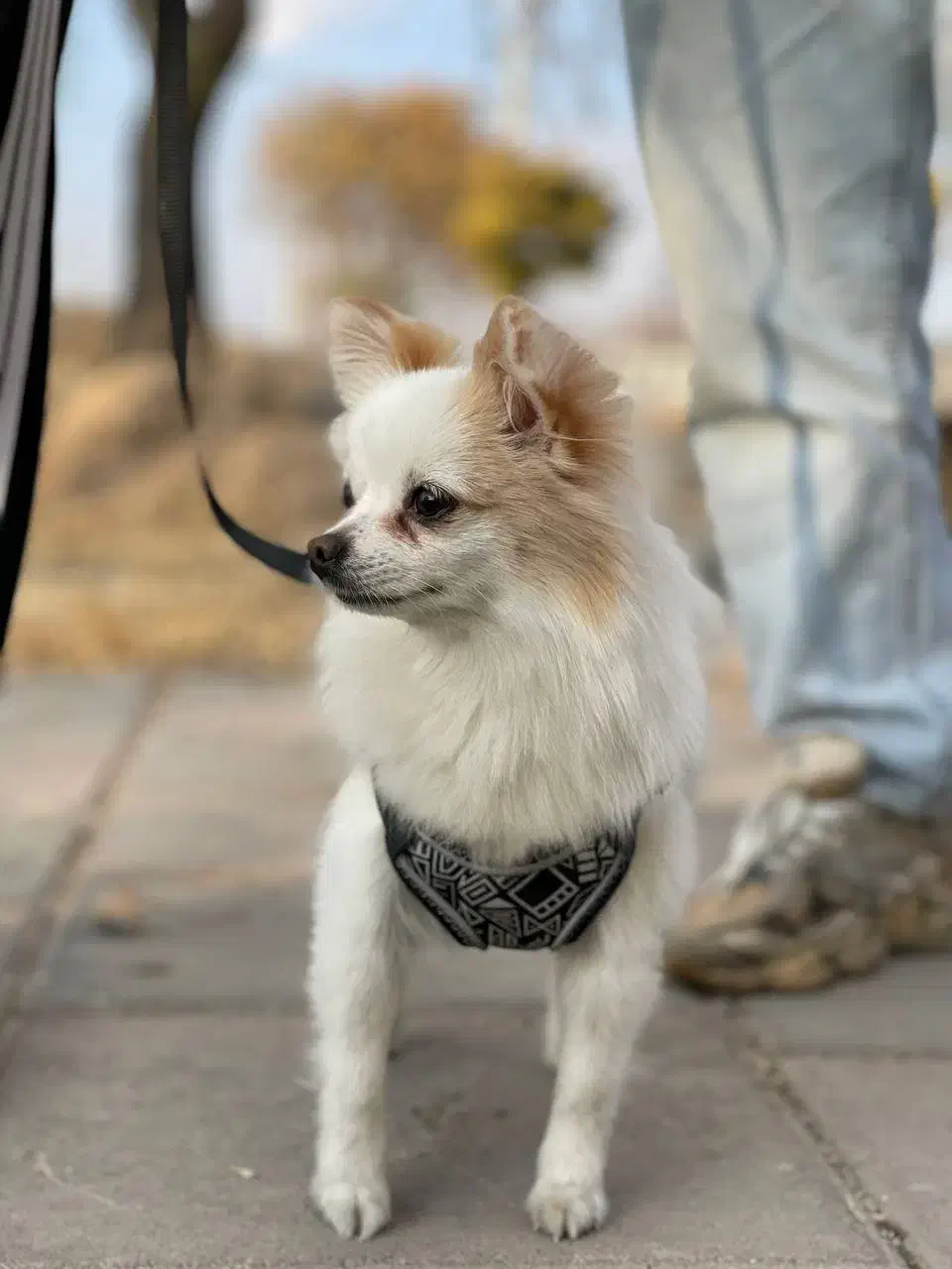 فروشی|سگ|زنجان, |دیوار