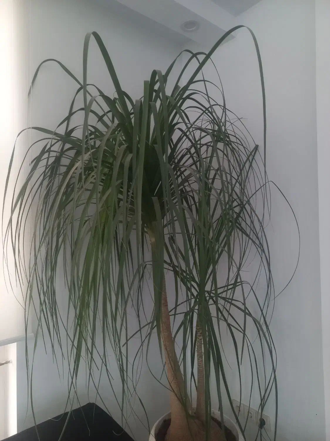 خدمه ی خانم  در سالن زیبایی زنانه|استخدام سرایداری و نظافت|تهران, تهرانپارس جنوبی|دیوار