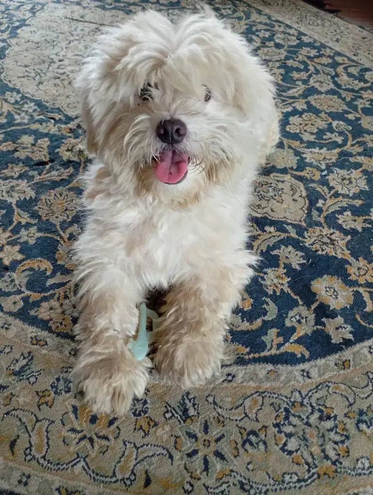 سگ نژاد لهاسا|سگ|شیرگاه, |دیوار