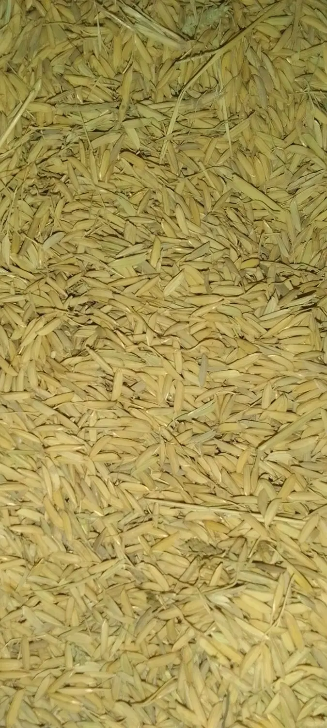 شالی|عمده‌فروشی|گرگان, |دیوار
