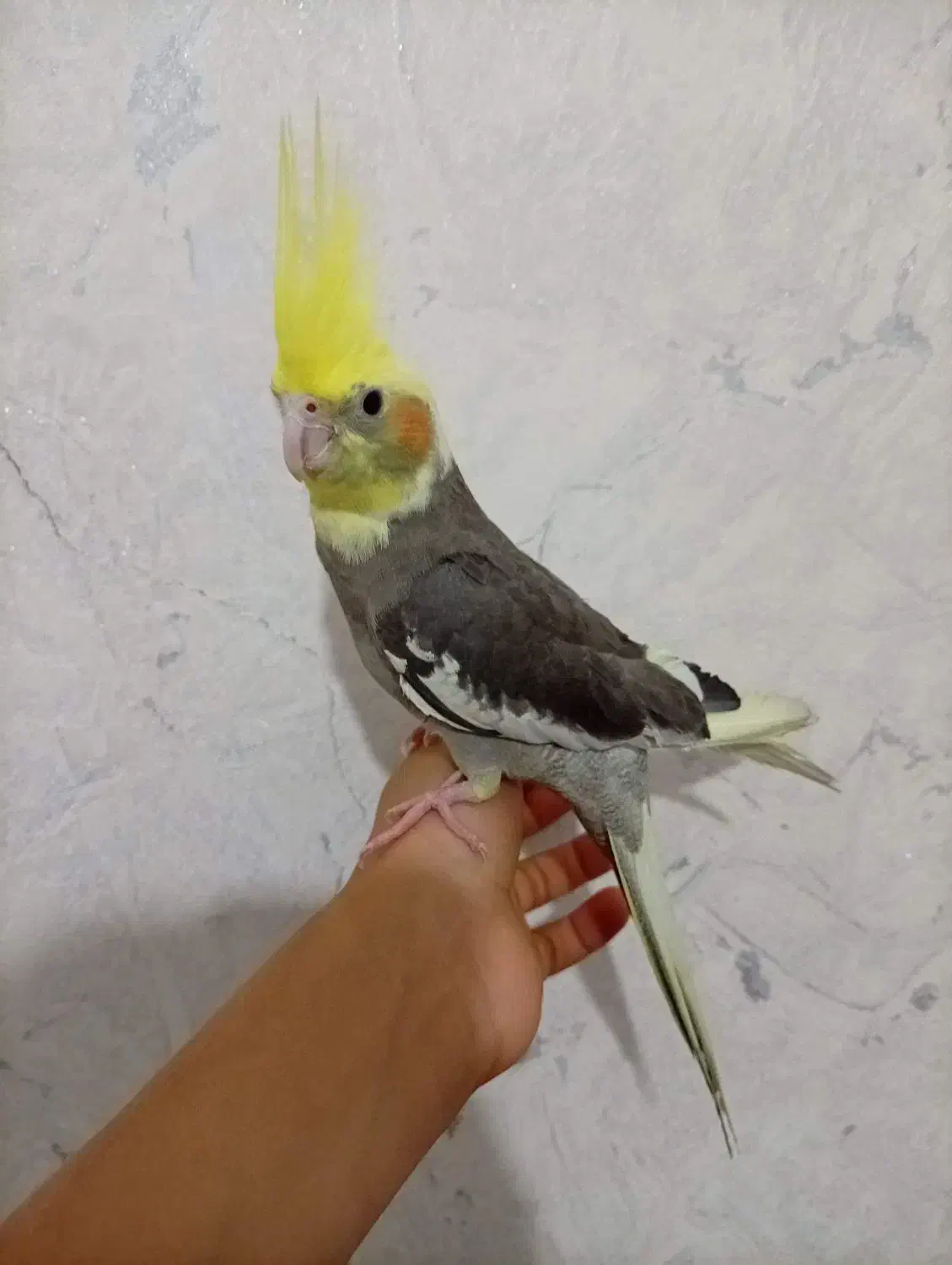 عروس هلندی دستی رام رام|پرنده|قزوین, |دیوار