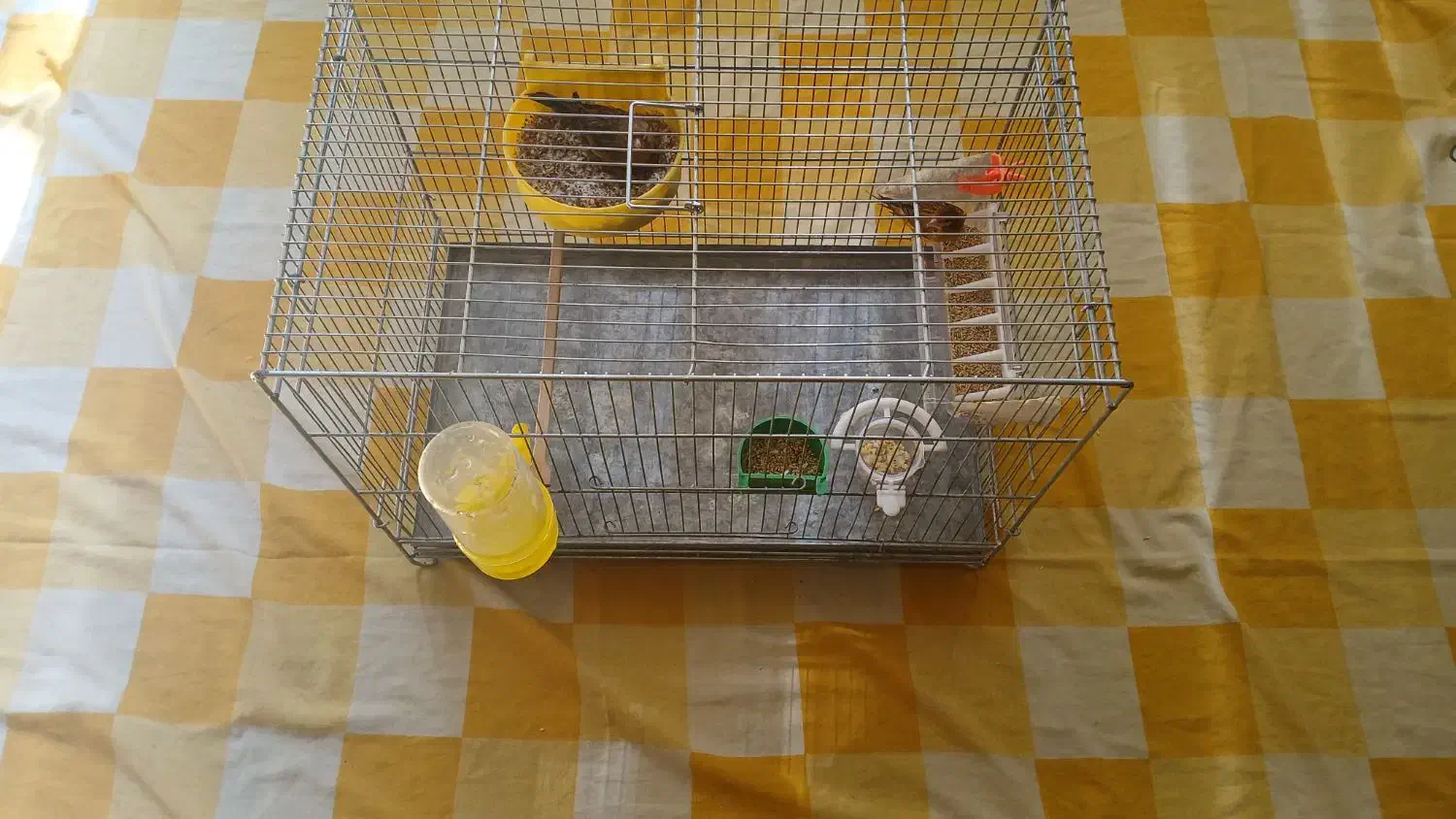 قناری نر و ماده سوخته بهمراه یک عدد جوجه ۳روز|پرنده|اصفهان, کشاورزی|دیوار