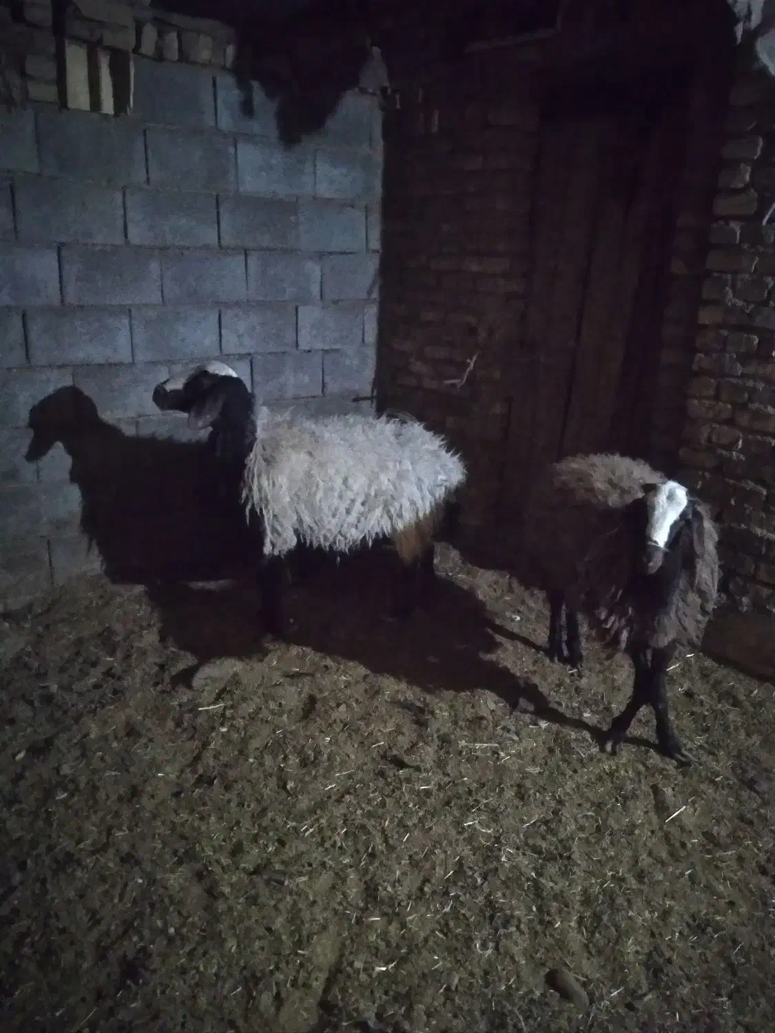 میش شال با بره سبک|حیوانات مزرعه|اردکان, |دیوار